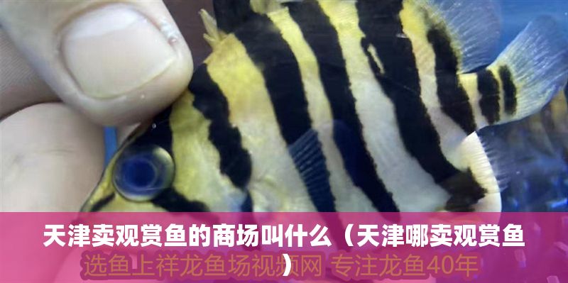 天津賣觀賞魚的商場叫什么（天津哪賣觀賞魚）