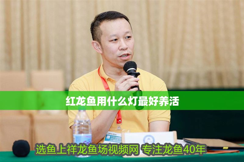 紅龍魚用什么燈最好養(yǎng)活