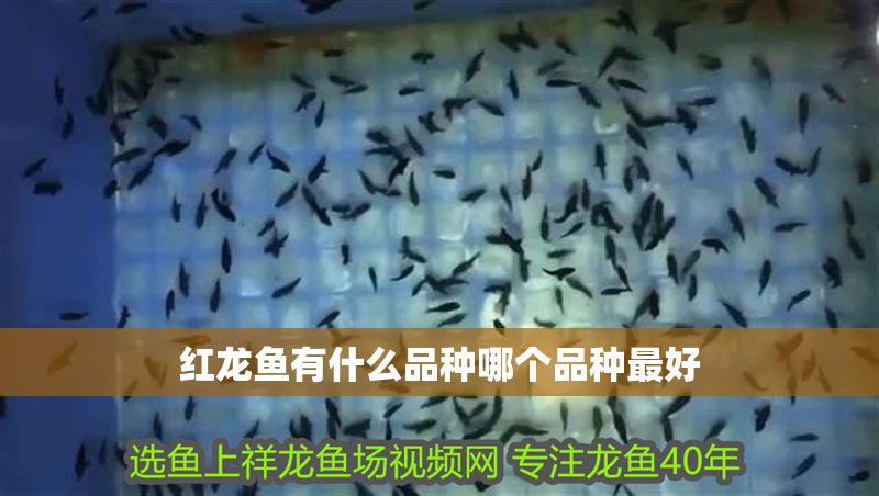 紅龍魚有什么品種哪個(gè)品種最好