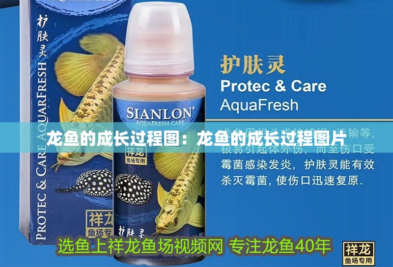 龍魚的成長過程圖：龍魚的成長過程圖片
