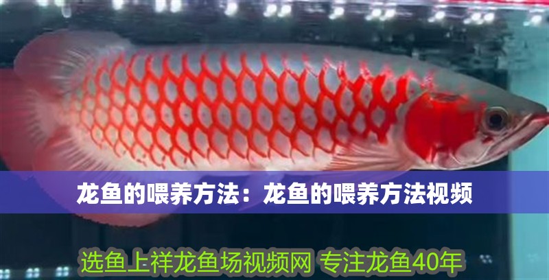 龍魚的喂養方法：龍魚的喂養方法視頻