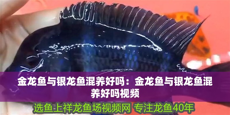 金龍魚與銀龍魚混養好嗎：金龍魚與銀龍魚混養好嗎視頻