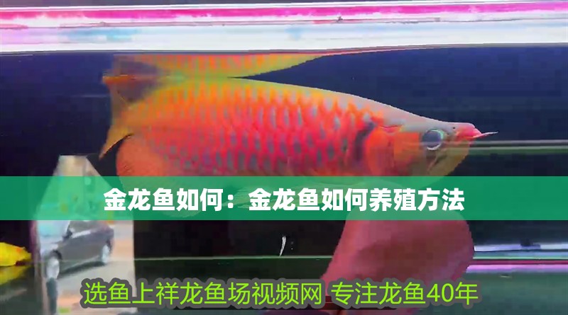 金龍魚如何：金龍魚如何養殖方法