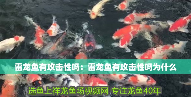 雷龍魚有攻擊性嗎：雷龍魚有攻擊性嗎為什么