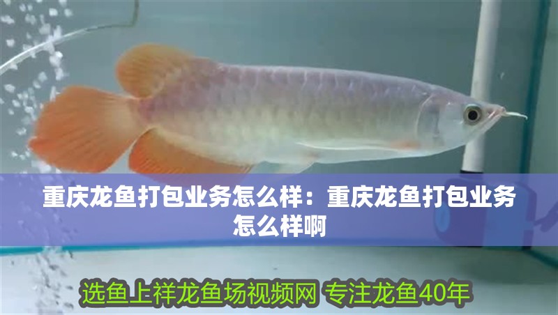 重慶龍魚打包業務怎么樣：重慶龍魚打包業務怎么樣啊