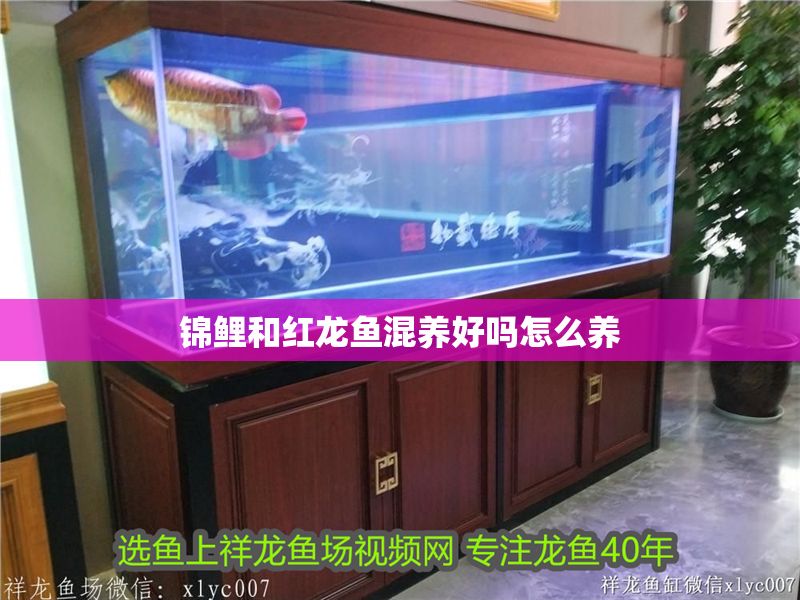 錦鯉和紅龍魚混養(yǎng)好嗎怎么養(yǎng) 錦鯉和紅龍魚混養(yǎng)好嗎怎么養(yǎng) 龍魚百科 第2張