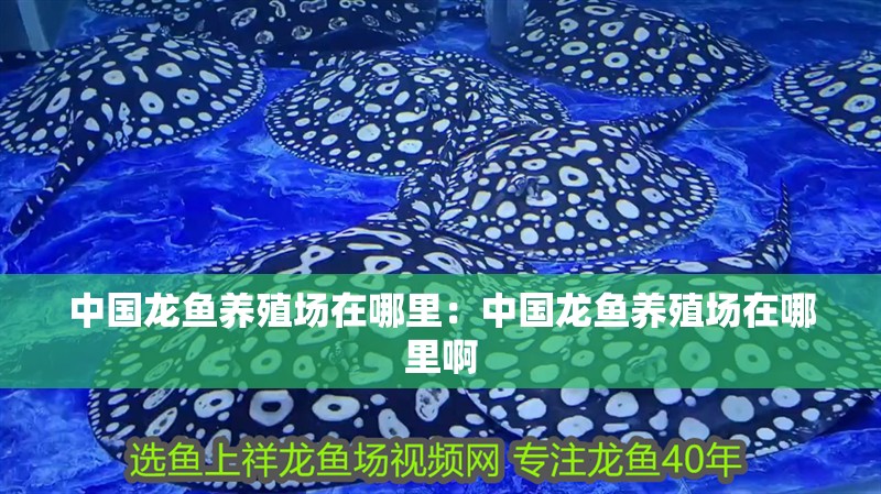中國龍魚養殖場在哪里：中國龍魚養殖場在哪里啊