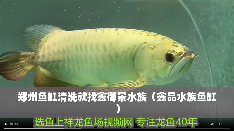 鄭州魚缸清洗就找鑫御景水族（鑫品水族魚缸）