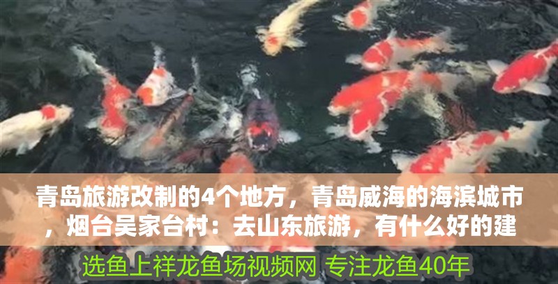 青島旅游改制的4個(gè)地方，青島威海的海濱城市，煙臺(tái)吳家臺(tái)村：去山東旅游，有什么好的建議？ 青島旅游改制的4個(gè)地方，青島威海的海濱城市，煙臺(tái)吳家臺(tái)村：去山東旅游，有什么好的建議？ 魚(yú)缸百科