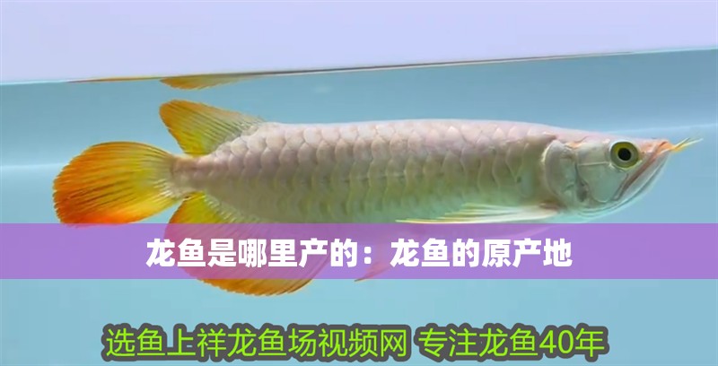 龍魚是哪里產(chǎn)的：龍魚的原產(chǎn)地 龍魚是哪里產(chǎn)的：龍魚的原產(chǎn)地 水族問答
