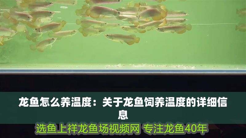 龍魚怎么養溫度：關于龍魚飼養溫度的詳細信息