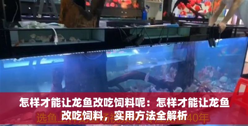 怎樣才能讓龍魚改吃飼料呢：怎樣才能讓龍魚改吃飼料，實用方法全解析