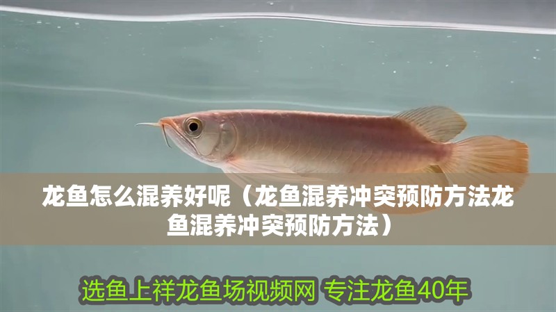 龍魚怎么混養(yǎng)好呢（龍魚混養(yǎng)沖突預防方法龍魚混養(yǎng)沖突預防方法）