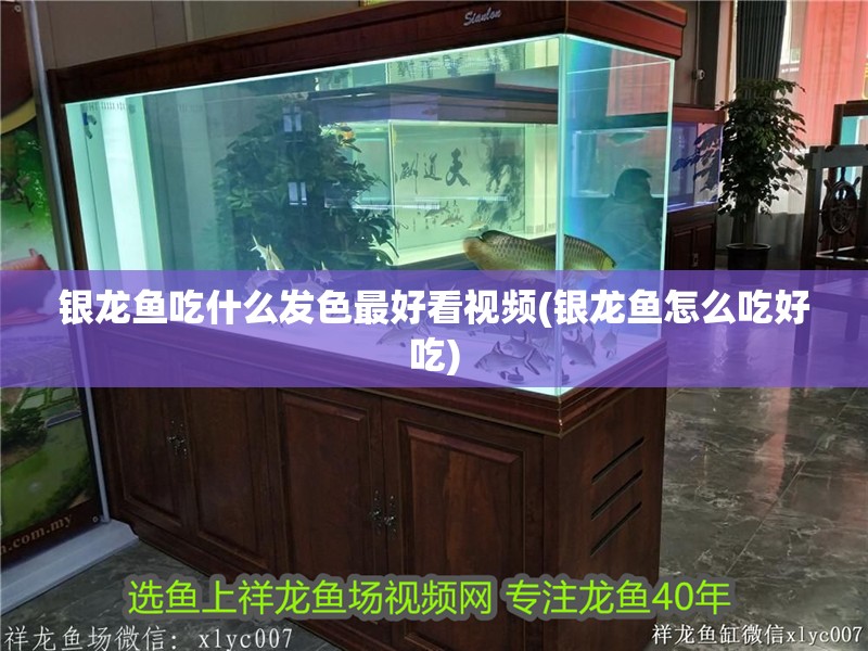 銀龍魚吃什么發色最好看視頻(銀龍魚怎么吃好吃)