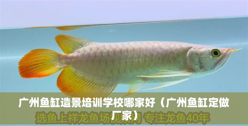 廣州魚缸造景培訓學校哪家好（廣州魚缸定做廠家） 廣州魚缸造景培訓學校哪家好（廣州魚缸定做廠家） 龍魚百科 第1張