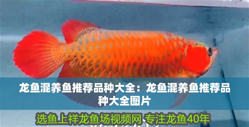 龍魚混養魚推薦品種大全：龍魚混養魚推薦品種大全圖片
