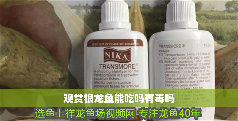 觀賞銀龍魚能吃嗎有毒嗎 觀賞銀龍魚能吃嗎有毒嗎 龍魚百科 第1張