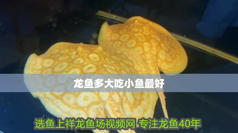 龍魚多大吃小魚最好 龍魚多大吃小魚最好 龍魚百科 第2張