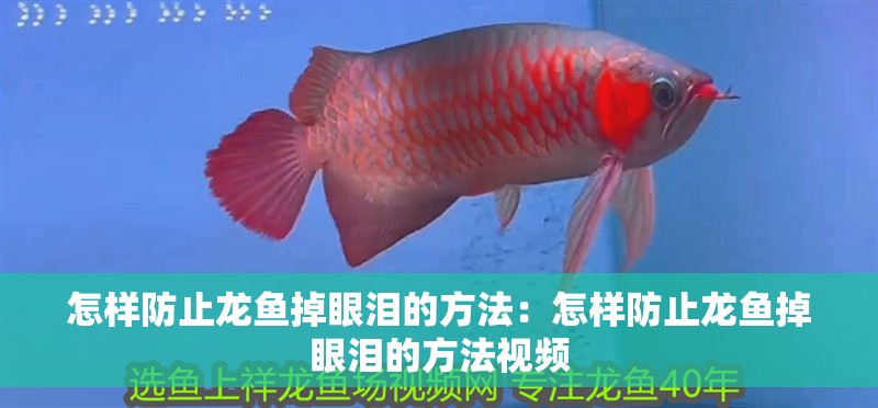 怎樣防止龍魚掉眼淚的方法：怎樣防止龍魚掉眼淚的方法視頻