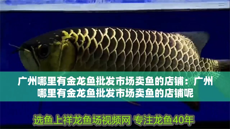 廣州哪里有金龍魚批發市場賣魚的店鋪：廣州哪里有金龍魚批發市場賣魚的店鋪呢 廣州哪里有金龍魚批發市場賣魚的店鋪：廣州哪里有金龍魚批發市場賣魚的店鋪呢 水族問答