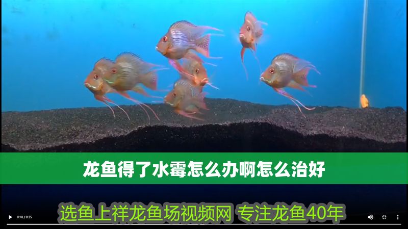 龍魚得了水霉怎么辦啊怎么治好