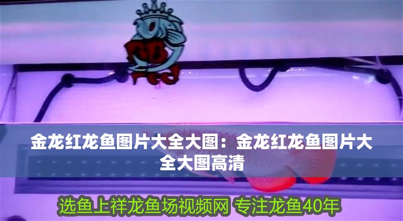 金龍紅龍魚圖片大全大圖：金龍紅龍魚圖片大全大圖高清