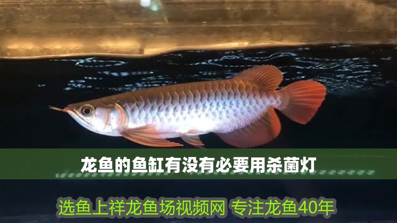 龍魚的魚缸有沒有必要用殺菌燈