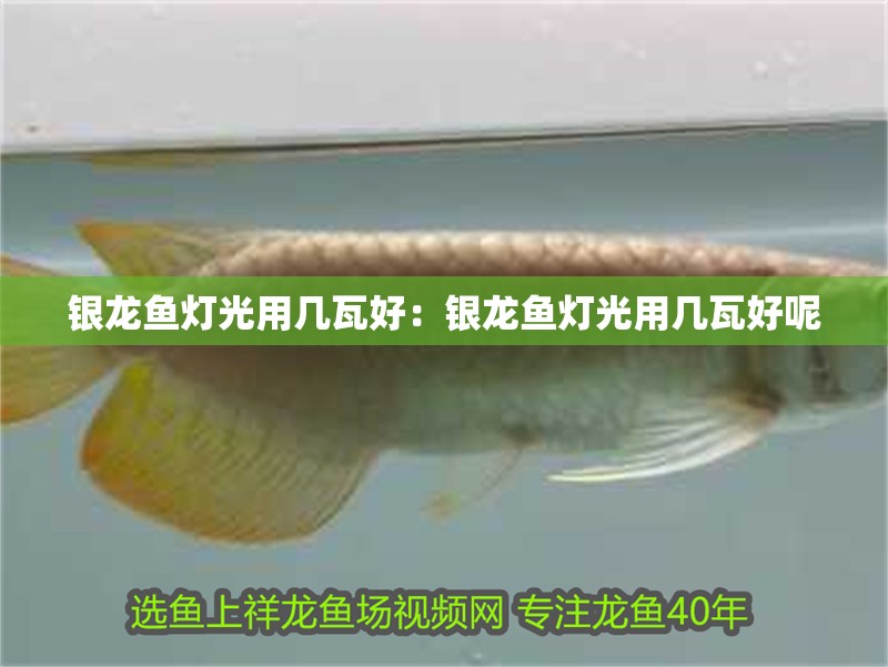 銀龍魚燈光用幾瓦好：銀龍魚燈光用幾瓦好呢