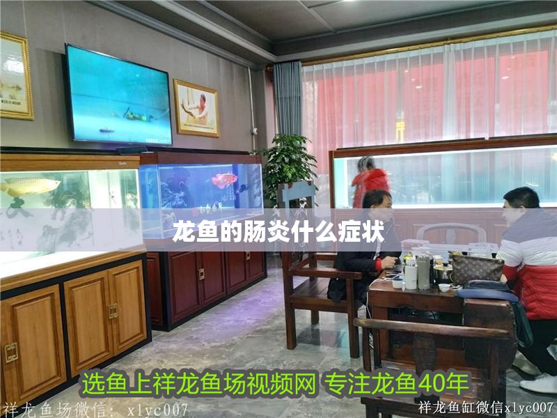 龍魚的腸炎什么癥狀 龍魚的腸炎什么癥狀 龍魚百科 第2張