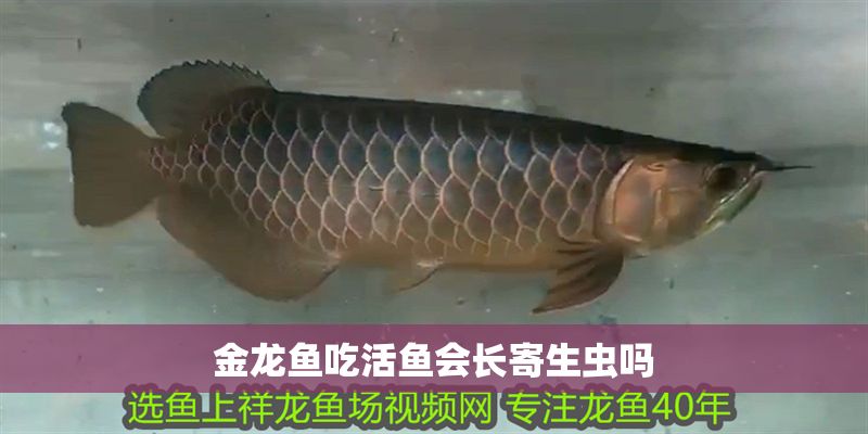 金龍魚吃活魚會長寄生蟲嗎
