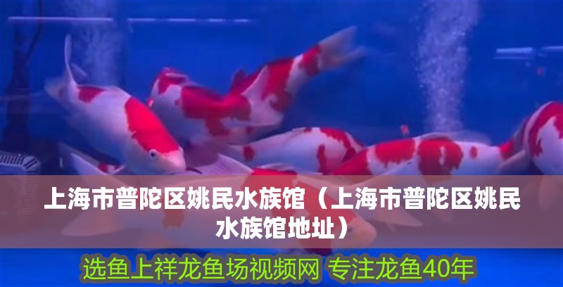 上海市普陀區(qū)姚民水族館(上海市普陀區(qū)姚民水族館地址) 全國(guó)水族館企業(yè)名錄 第1張 上海市普陀區(qū)姚民水族館(上海市普陀區(qū)姚民水族館地址) 上海市普陀區(qū)姚民水族館(上海市普陀區(qū)姚民水族館地址) 全國(guó)水族館企業(yè)名錄 第1張