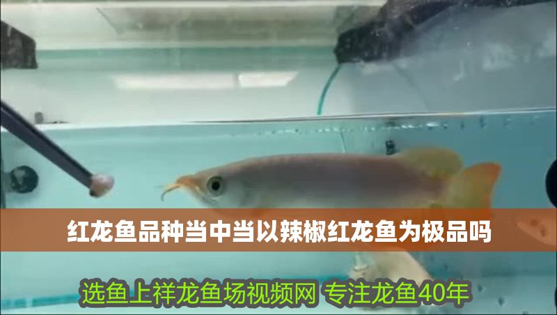 紅龍魚品種當中當以辣椒紅龍魚為極品嗎