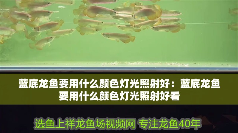 藍底龍魚要用什么顏色燈光照射好：藍底龍魚要用什么顏色燈光照射好看 藍底龍魚要用什么顏色燈光照射好：藍底龍魚要用什么顏色燈光照射好看 水族問答