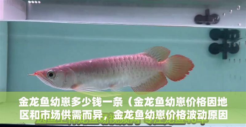 金龍魚幼崽多少錢一條（金龍魚幼崽價(jià)格因地區(qū)和市場供需而異，金龍魚幼崽價(jià)格波動(dòng)原因）