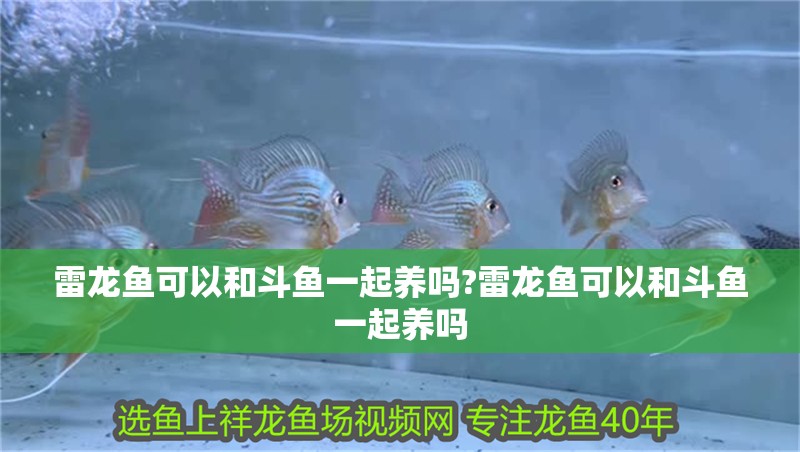 雷龍魚可以和斗魚一起養(yǎng)嗎?雷龍魚可以和斗魚一起養(yǎng)嗎