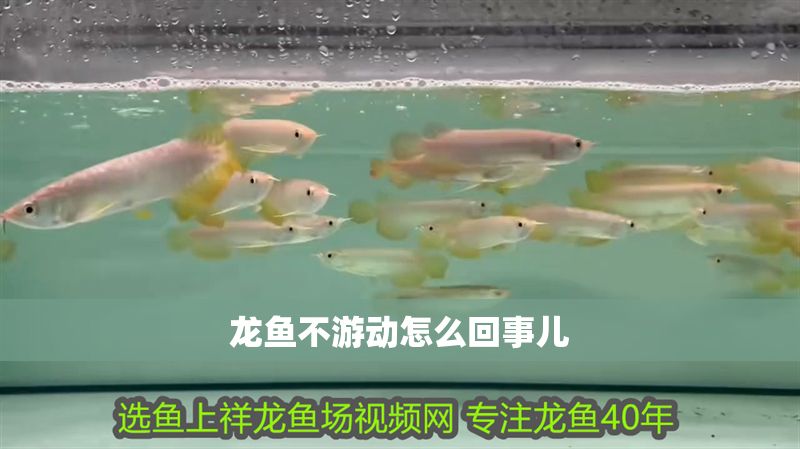 龍魚不游動怎么回事兒