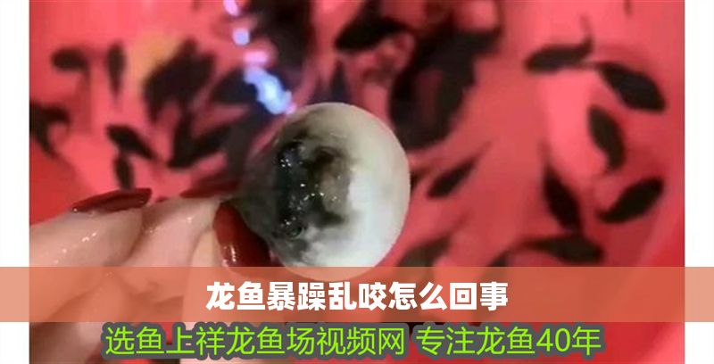 龍魚暴躁亂咬怎么回事