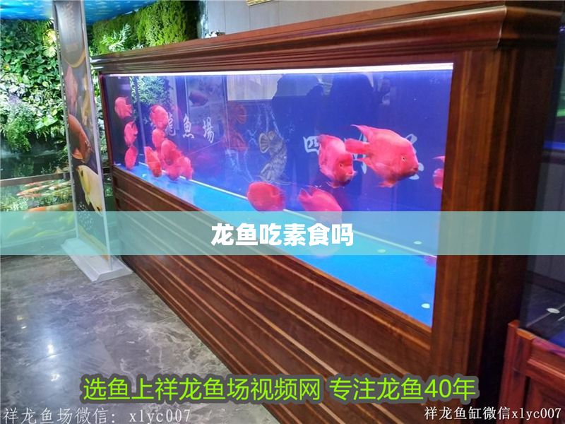 龍魚吃素食嗎