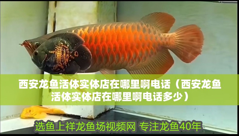 西安龍魚活體實體店在哪里啊電話(西安龍魚活體實體店在哪里啊電話多少) 全國水族館企業(yè)名錄 第1張 西安龍魚活體實體店在哪里啊電話(西安龍魚活體實體店在哪里啊電話多少) 西安龍魚活體實體店在哪里啊電話(西安龍魚活體實體店在哪里啊電話多少) 全國水族館企業(yè)名錄 第1張