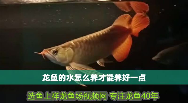 龍魚的水怎么養(yǎng)才能養(yǎng)好一點(diǎn) 龍魚百科 第2張 龍魚的水怎么養(yǎng)才能養(yǎng)好一點(diǎn) 龍魚的水怎么養(yǎng)才能養(yǎng)好一點(diǎn) 龍魚百科 第2張