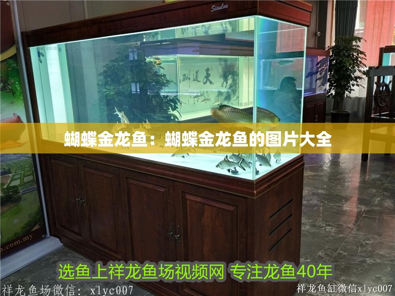 蝴蝶金龍魚：蝴蝶金龍魚的圖片大全