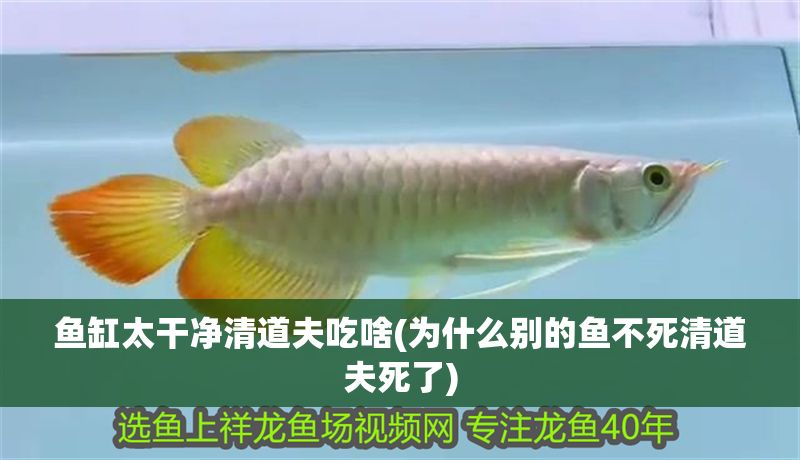 魚缸太干凈清道夫吃啥(為什么別的魚不死清道夫死了)
