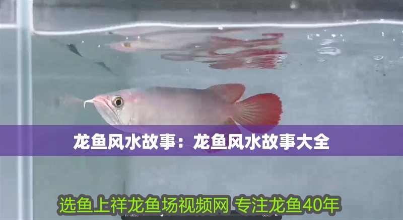 龍魚風水故事：龍魚風水故事大全