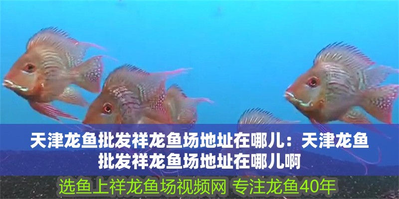 天津龍魚批發祥龍魚場地址在哪兒：天津龍魚批發祥龍魚場地址在哪兒啊