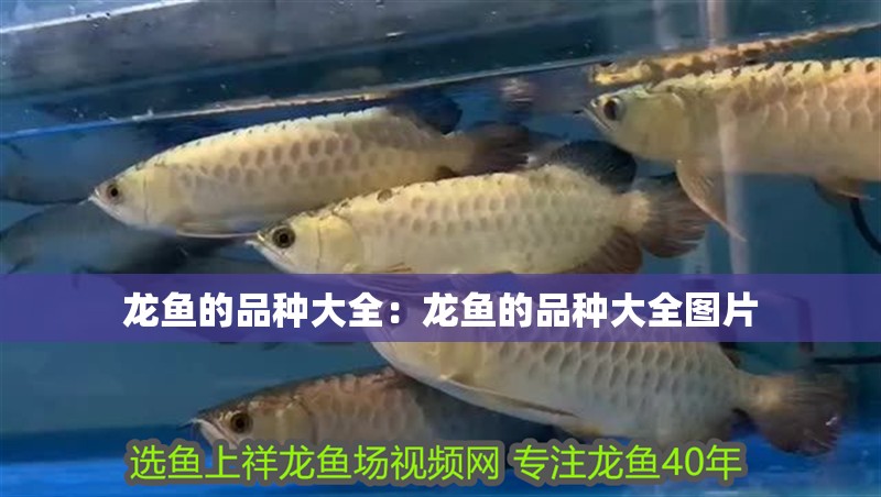 龍魚的品種大全：龍魚的品種大全圖片 龍魚的品種大全：龍魚的品種大全圖片 水族問答