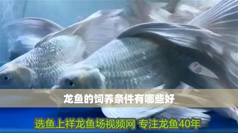 龍魚的飼養條件有哪些好