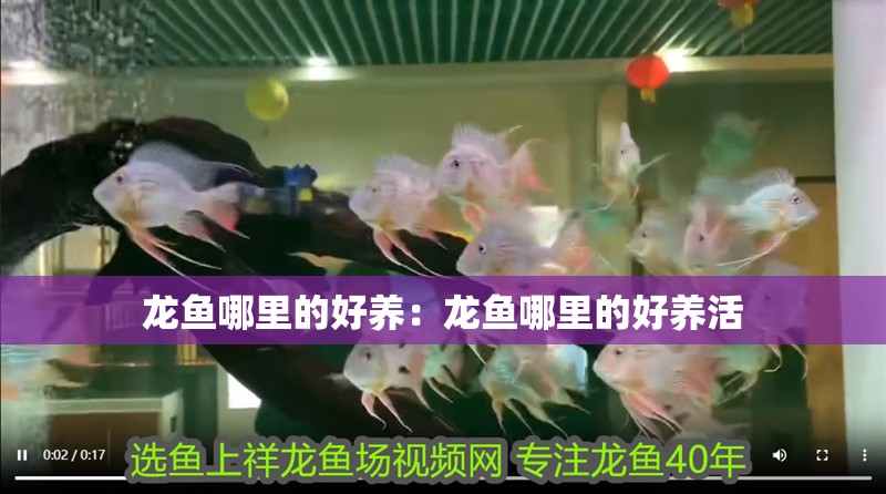 龍魚哪里的好養：龍魚哪里的好養活 龍魚哪里的好養：龍魚哪里的好養活 水族問答