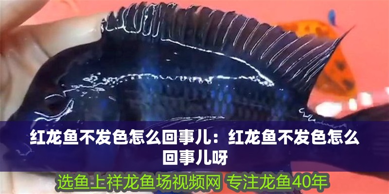 紅龍魚不發色怎么回事兒：紅龍魚不發色怎么回事兒呀