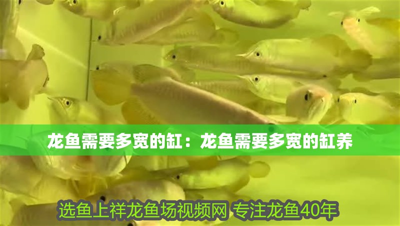 龍魚需要多寬的缸：龍魚需要多寬的缸養
