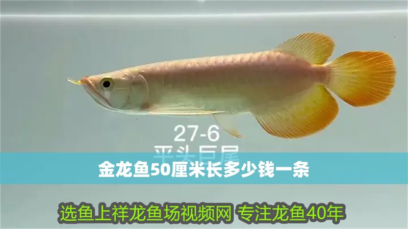 金龍魚50厘米長多少錢一條